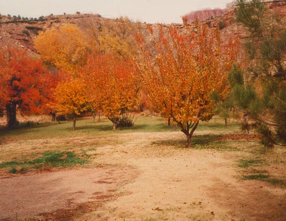 autumnorchard.jpg (69912 bytes)